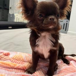 Biggie - Chihuahua