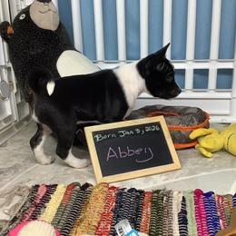 Abbey - Black and white female Basenji puppy in New Albany, Indiana from My African Gems