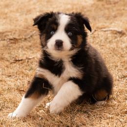 Miniature American Shepherd and Miniature Australian Shepherd Puppies from Bellewynd Acres