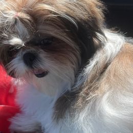 Shih Tzus from Polly Pockets Imperial Shih Tzu’s
