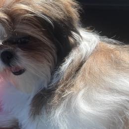 Shih Tzus from Polly Pockets Imperial Shih Tzu’s
