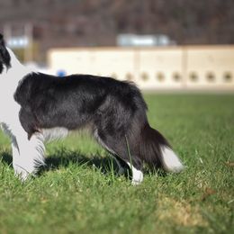 Gale - Border Collie