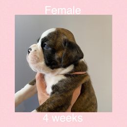 Boxer Puppies from Shadix Boxers