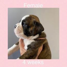 Boxer Puppies from Shadix Boxers