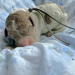 Gravy - Parti male Goldendoodle puppy in Atlantic Beach, Florida from Glamorous Golden Doodles