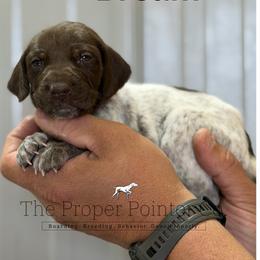 Bream - Liver roan female German Shorthaired Pointer puppy in Six Mile, South Carolina from The Proper Pointer Co.