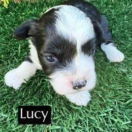 Lucy - Black tri-color female Aussiedoodle puppy in Bakersfield, California from Annie's Aussies