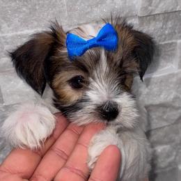 Lightning - Black & tan tri-color male Morkie puppy in Deltona, Florida from Pink Purse Designer Breeds