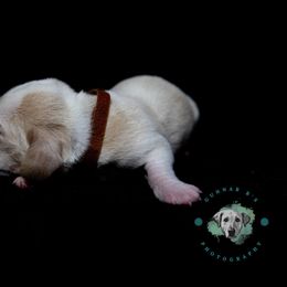 Basset Hound Puppies from Tabitha Schwierking