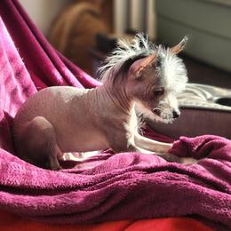 Chihuahua and Chinese Crested Puppies from Western Kentucky Chihuahua’s and Chinese Crested’s