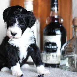 Bellini - Black and white female Portuguese Water Dog puppy in Hastings, Michigan from Hilltop Portuguese Water Dogs