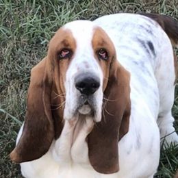 Kush - Basset Hound