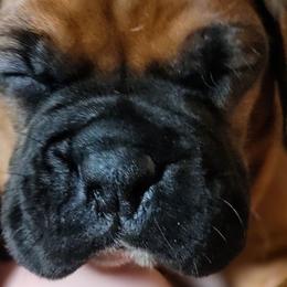 Boxers from Barney Boxers