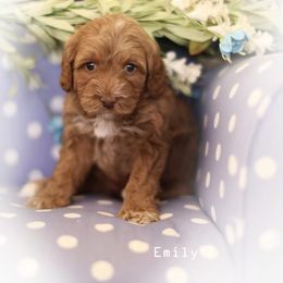 Australian Labradoodle Puppies from Majestic Labradoodles