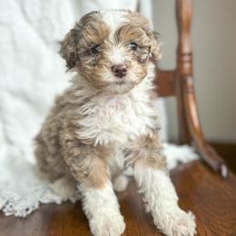 XOXO - male Australian Mountain Doodle puppy in Iowa from Burkhart Family Puppies
