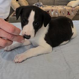 Whippet Puppies from Affinity Whippets