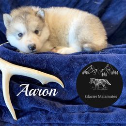 Boy 5 - Gray and white male Alaskan Malamute puppy in Kalispell, Montana from Glacier Malamutes