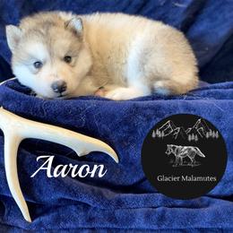 Boy 5 - Gray and white male Alaskan Malamute puppy in Kalispell, Montana from Glacier Malamutes