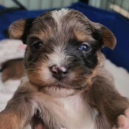 Blueberry yorkie biewer - Blue male Companion Cross puppy in West Enfield, Maine from GRIFFEY'S SPA AND KENNEL