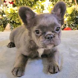 Clover - Blue female French Bulldog puppy in Raymore, Missouri from Michelle Thompson