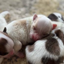 Lucie's white and lemon - White and lemon male Papillon puppy in Shirley, Arkansas from Lucky Pups