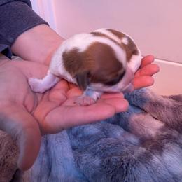 Girl 2 - female Havanese puppy in Cadwell, Georgia from Hashtag Havenese