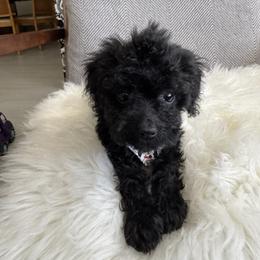 Zuza - Black female Goldendoodle puppy in Davie, Florida from Daviegoldendoodles