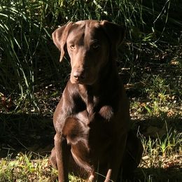 Wylie - Labrador Retriever