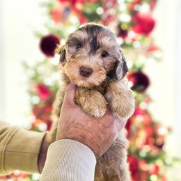 Buddy - Chocolate merle male Bernedoodle puppy in Russell Springs, Kentucky from 270 Doodles