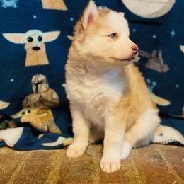 Siberian Huskies from Siriusly Husky Family Companions