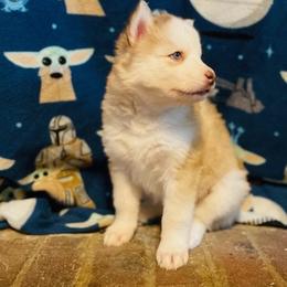 Siberian Huskies from Siriusly Husky Family Companions