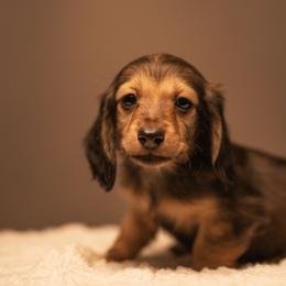 Dachshund Puppies from Liberty Acres OK