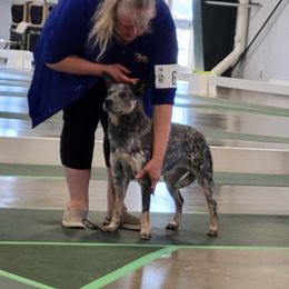 Australian Cattle Dog and French Bulldog Puppies from Sugarloaf French bulldogs and Australian cattle dogs