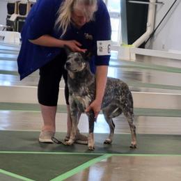 Australian Cattle Dog and French Bulldog Puppies from Sugarloaf French bulldogs and Australian cattle dogs