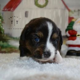 Toy Australian Shepherd Puppies from Double T Aussies