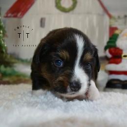 Toy Australian Shepherd Puppies from Double T Aussies