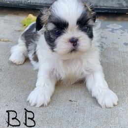 Shih Tzu Puppies from Willow Lane Shih Tzus