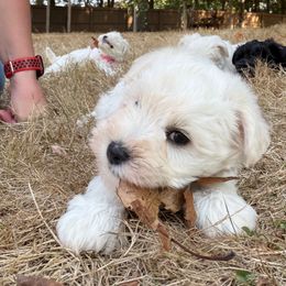 Oak - White male Miniature Schnauzer puppy in Akron, Ohio from Green Family Companion Kennel, LLC