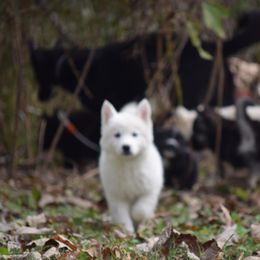 Siberian Husky Puppies from Dreamers Mile