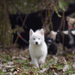 Siberian Husky Puppies from Dreamers Mile