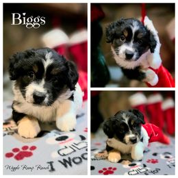 Puppy 8 - Black tri male Miniature American Shepherd puppy in Ellensburg, Washington from Wiggle Rump Ranch