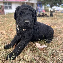 White - Black female Poodle puppy in Marshfield, Missouri from Gerth Farms