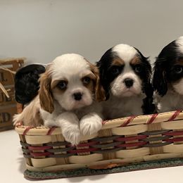 Cavalier King Charles Spaniel Puppies from Ridgefield Cavaliers