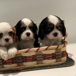 Cavalier King Charles Spaniel Puppies from Ridgefield Cavaliers