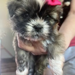 Lhasa Apso Puppies from barbara henderson