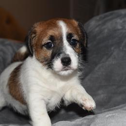 Paige Girl 1 - White and tan female Russell Terrier puppy in Middletown, Virginia from DBF Russell Terriers