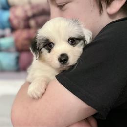 Pie - Blue merle female Miniature American Shepherd puppy in Olympia, Washington from Shamayim Shepherds