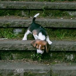 Beagle and Cavalier King Charles Spaniel Puppies from Kazuri Beagles and Cavaliers
