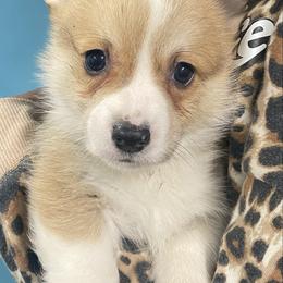 Tucker - Red male Pembroke Welsh Corgi puppy in Urbana, Ohio from Edgewood Farm and Kennel