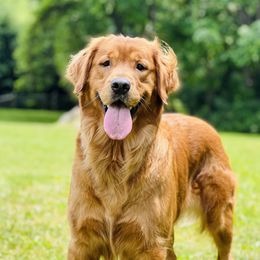 Addie - Golden Retriever